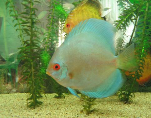 [Image: Discus%20003-3.jpg]
